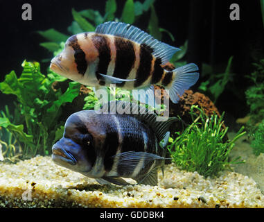 Cichlid Frontosa cyphotilapia frontosa, Banque D'Images