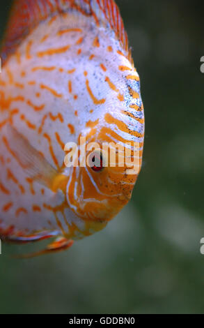 Le sang de pigeon Discus symphysodon aequifasciatus, du poisson, des profils Banque D'Images