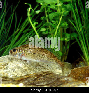 La grémille, Gymnocephalus cernua Banque D'Images