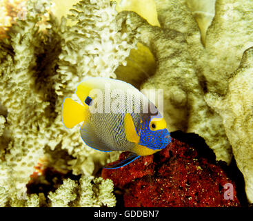 BLUEFACE ANGELFISH pomacanthus xanthometopon Banque D'Images