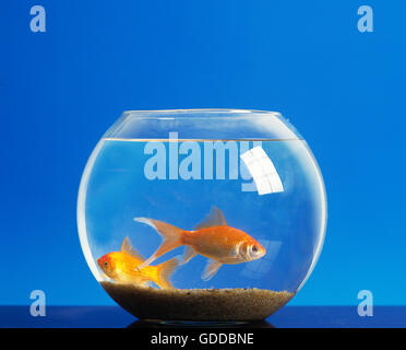 Goldfish, Carassius auratus, adultes dans Fish Tank Banque D'Images