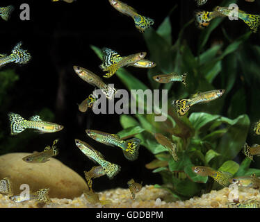 GUPPY Poecilia reticulata Banque D'Images