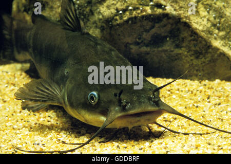 La barbotte brune, Ictalurus nebulosus, poisson-chat Banque D'Images