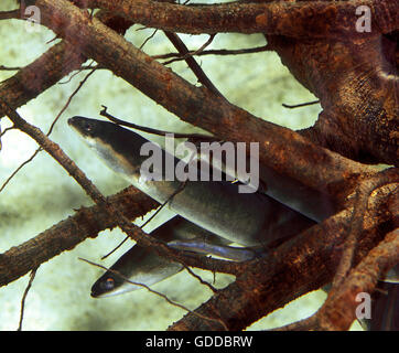 L'anguille commune ou, de l'anguille européenne Anguilla anguilla Banque D'Images