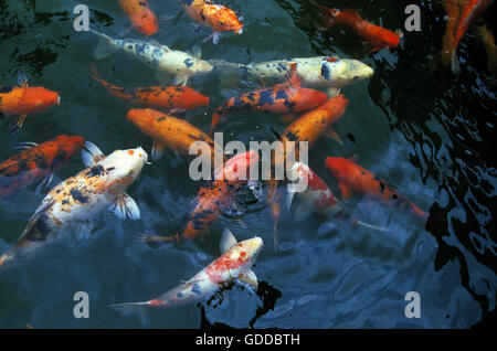 La carpe koï, Cyprinus carpio Banque D'Images