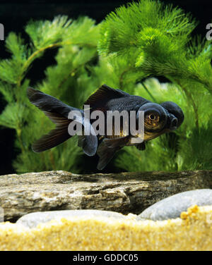 Dragon Eye ou Poisson Rouge Poisson Rouge télescope, Carassius auratus Banque D'Images