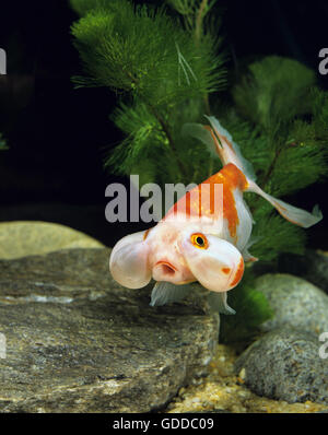 Bubble Eye Goldfish, Carassius auratus Banque D'Images