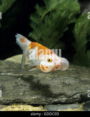 Bubble Eye Goldfish, Carassius auratus Banque D'Images