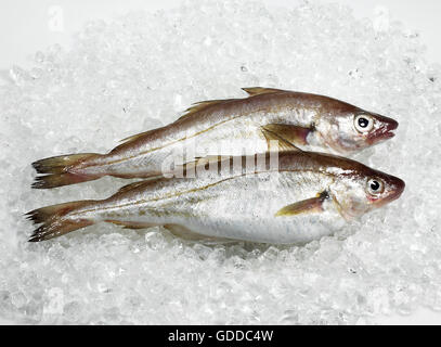 Whiting, Merlangius merlangus, poissons frais sur la glace Banque D'Images