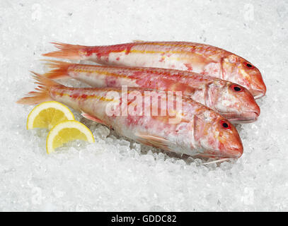 Rouget rayé, Mullus surmuletus, du poisson frais sur la glace avec le citron jaune Banque D'Images