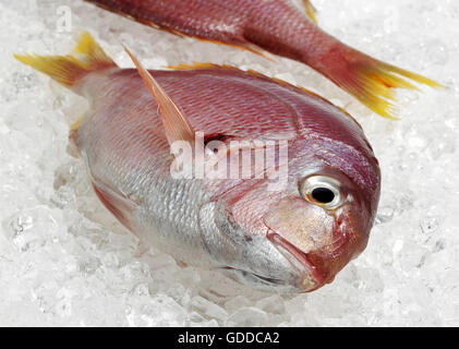 La brème de mer, Pagellus bogaraveo, du poisson frais sur la glace Banque D'Images