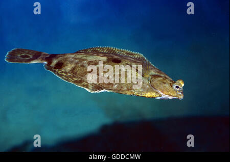 Turbot, Scophthalmus maximus, piscine pour adultes Banque D'Images