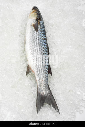 MULLET Chelon labrosus ON ICE Banque D'Images