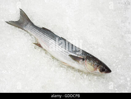 Rouget, Chelon labrosus, du poisson frais sur la glace Banque D'Images