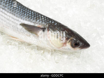 Rouget, Chelon labrosus, du poisson frais sur la glace Banque D'Images