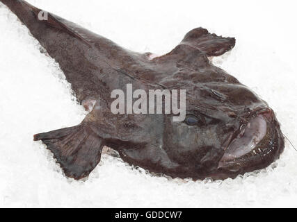 Lophius piscatorius, lotte, poisson frais sur la glace Banque D'Images