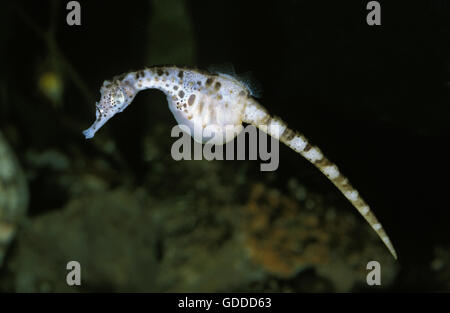 Gros Ventre, hippocampes Hippocampus abdominalis, adulte Banque D'Images