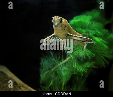 Pantodon buchholzi poisson papillon, Banque D'Images