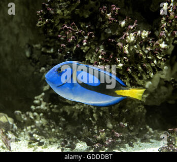 Blue Tang ou Regal Tang ou paracanthurus hepatus, chirurgien Palette Banque D'Images