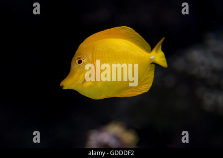 Tang jaune, poisson zebrasoma flavescens Banque D'Images