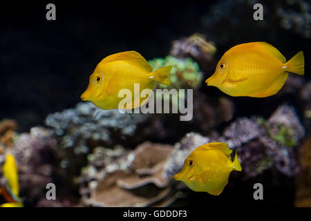Tang jaune, poisson zebrasoma flavescens Banque D'Images
