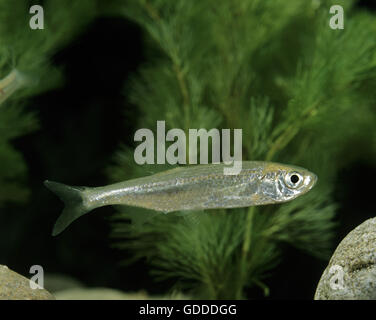 Alburnus alburnus sombre, Banque D'Images