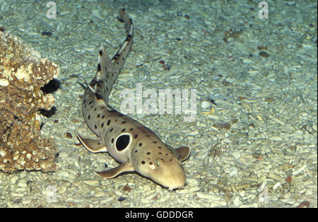 Hemiscyllium ocellatum, requin épaulette Banque D'Images