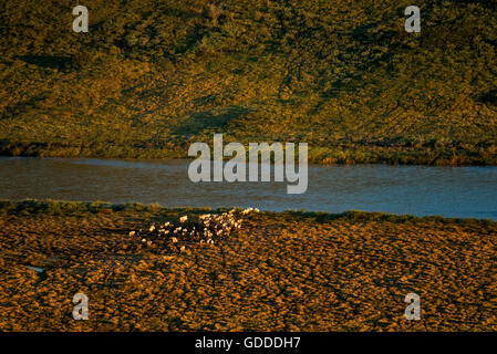 Troupeau de caribous de l'Arctique de l'ouest,rennes,,les caribous (Rangifer tarandus,Animaux,pétrole,national,réserve,USA, Alaska Banque D'Images