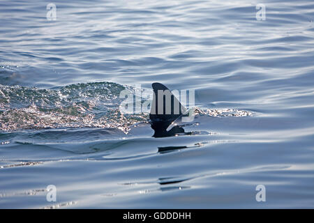 Fin du grand requin blanc, Carcharodon carcharias, False Bay en Afrique du Sud Banque D'Images