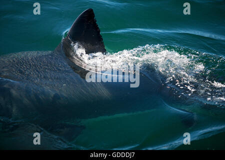 Fin du grand requin blanc, Carcharodon carcharias, False Bay en Afrique du Sud Banque D'Images