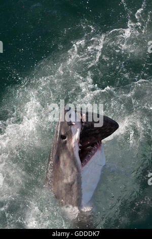 Le grand requin blanc, Carcharodon carcharias, adulte qui les thons, False Bay en Afrique du Sud Banque D'Images