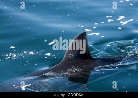 Fin du grand requin blanc, Carcharodon carcharias, False Bay en Afrique du Sud Banque D'Images