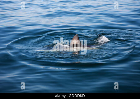 Fin du grand requin blanc, Carcharodon carcharias, False Bay en Afrique du Sud Banque D'Images