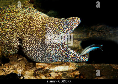 Murène nid d', favagineus gymnothorax adultes, avec la bouche ouverte nettoyer par un nettoyant de Bluestreak Wrasse, Labroides dimidiatus, Afrique du Sud Banque D'Images