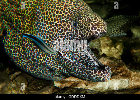 Murène nid d', favagineus gymnothorax adultes, avec la bouche ouverte, avec un nettoyant de Bluestreak Wrasse, Labroides dimidiatus, Afrique du Sud Banque D'Images