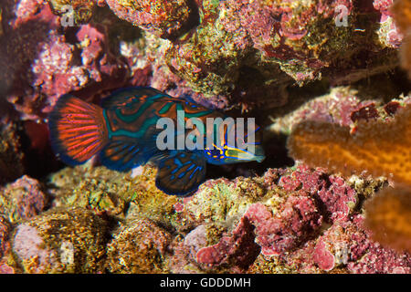 Mandarinfish, Synchiropus splendidus camouflé dans Coral Banque D'Images