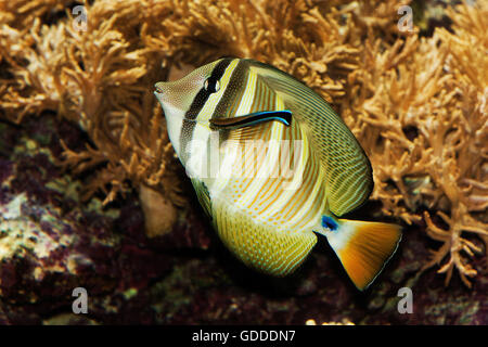 SAILFIN TANG zebrasoma veliferum, DES PROFILS AVEC REMORA Banque D'Images
