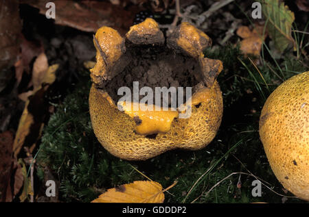 Sclérodermie EARTHBALL COMMUN citrinum, champignons vénéneux, NORMANDIE EN FRANCE Banque D'Images
