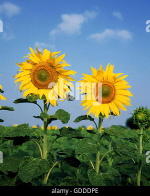 Fleurs de tournesol, Helianthus contre le ciel bleu Banque D'Images