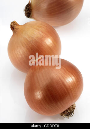 L'OIGNON Allium cepa AGAINST WHITE BACKGROUND Banque D'Images