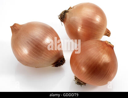 Oignon, Allium cepa, against White Background Banque D'Images