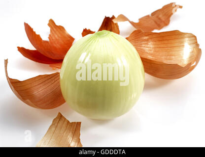 L'OIGNON Allium cepa AGAINST WHITE BACKGROUND Banque D'Images