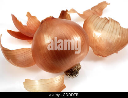 Oignon, Allium cepa, against White Background Banque D'Images