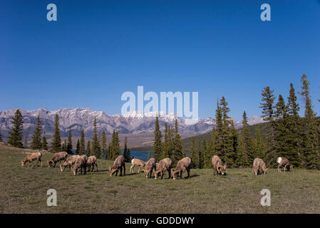 ,Mouflon Ovis canadensis Banque D'Images