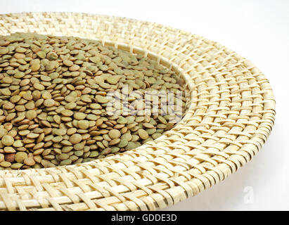 Les lentilles blondes françaises de Saint Flour, Lens esculenta, légumes secs contre fond blanc Banque D'Images