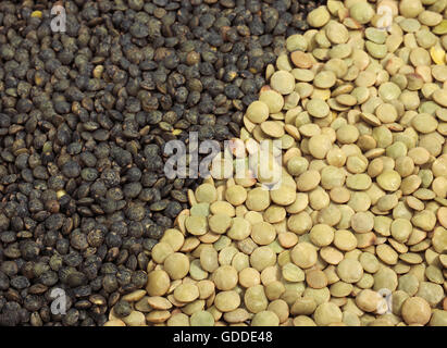 French Green Lentilles du Puy et de lentilles blondes Saint Flour, Lens esculenta Banque D'Images