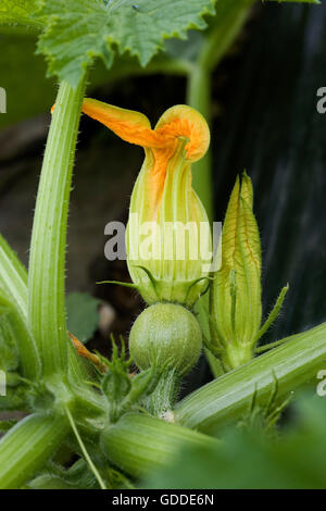 Fleur de courgette, Cucurbita pepo au potager Banque D'Images