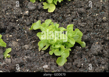 Jardin avec salade BATAVIA Lactuca sativa Banque D'Images