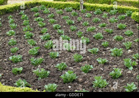 Fève Vicia faba IN VEGETABLE GARDEN Banque D'Images