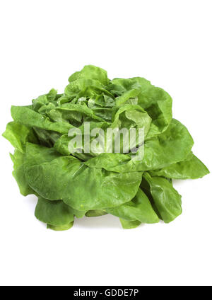 Laitue, Lactuca sativa, salade, against White Background Banque D'Images